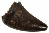 Serrated, Dromaeosaurid Theropod (Acheroraptor?) Tooth - Montana #341075-1
